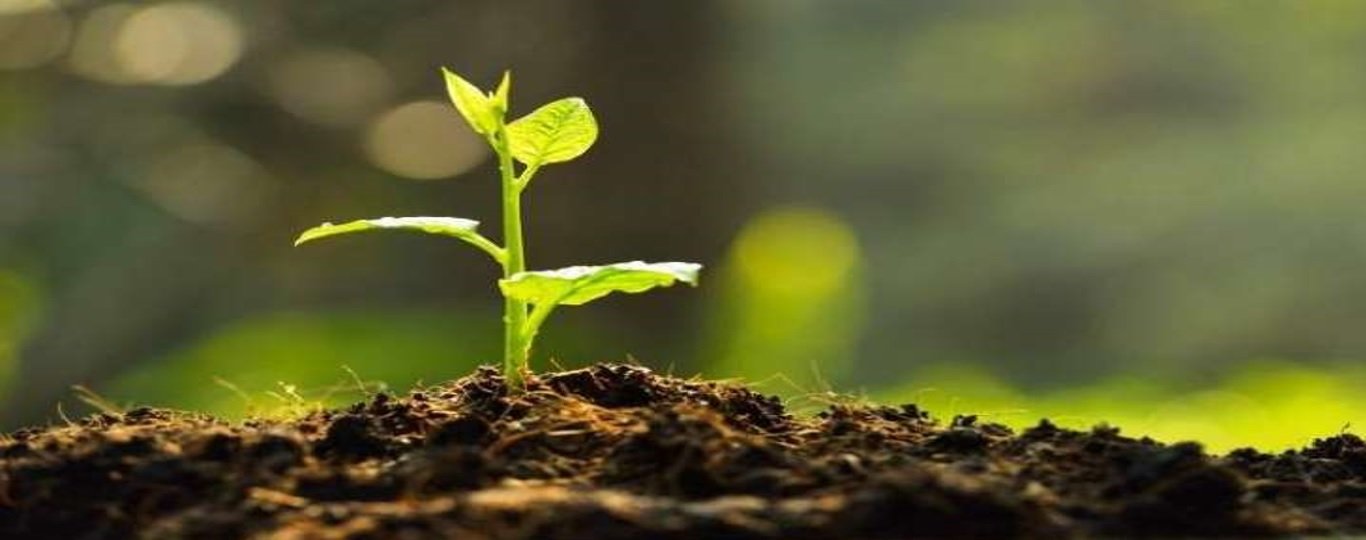 Beautifully maintained garden by Nice Gardening in Pune