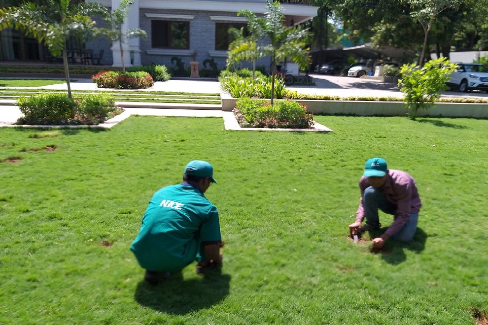 Lawn landscaping project