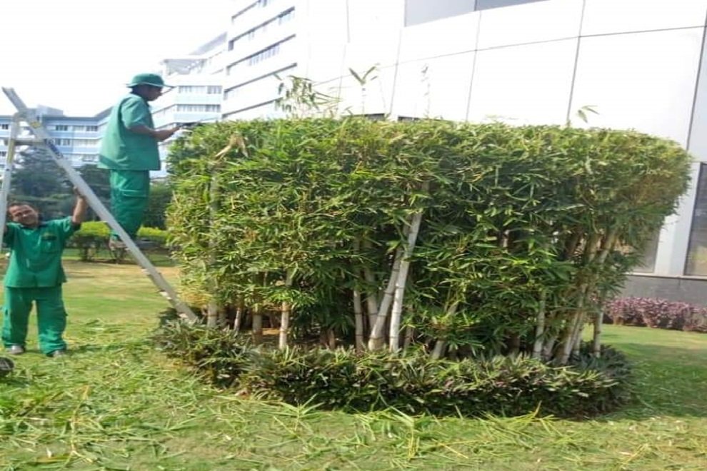Hedge cutting